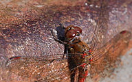Common Darter (male, Sympetrum striolatum)